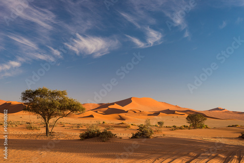 The scenic Sossusvlei  clay and salt pan with braided Acacia trees surrounded by majestic sand dunes. Namib Naukluft National Park  main visitor attraction and travel destination in Namibia.