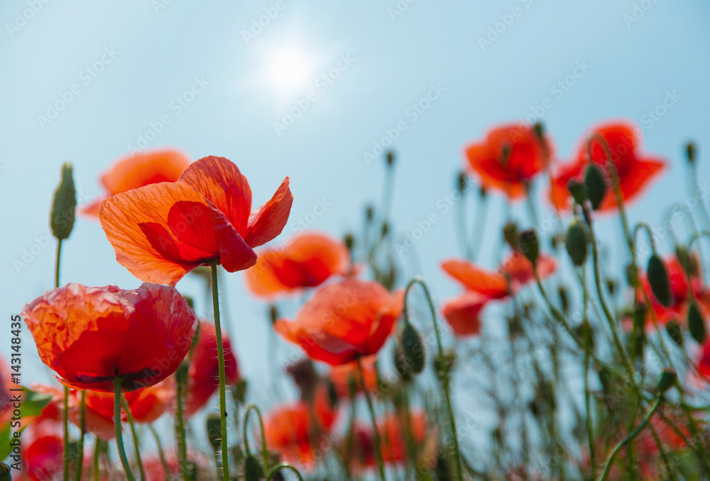 Field of red poppies