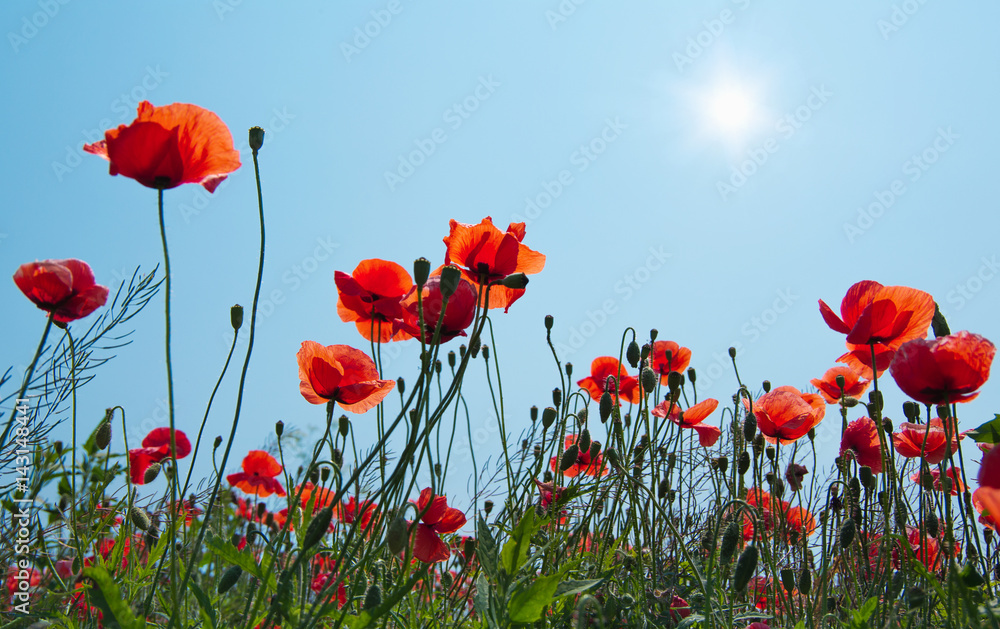 Obraz premium Pole czerwonych maków