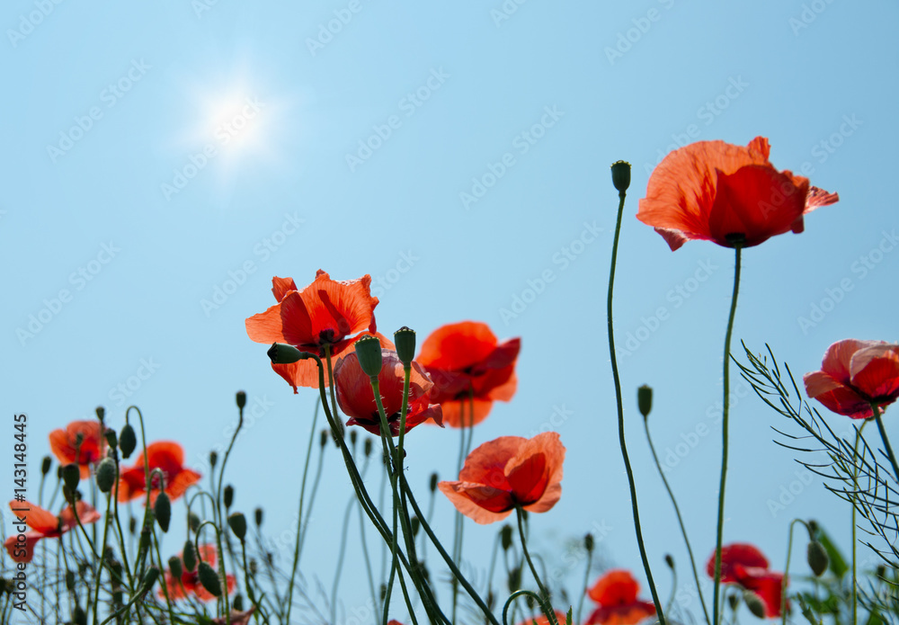 Obraz premium Field of red poppies