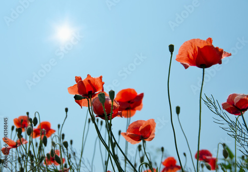 Field of red poppies