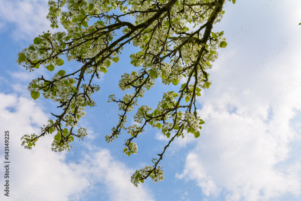 Kirschblüten Kirschblüten