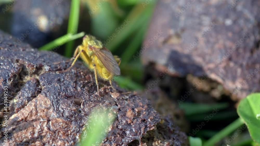 Macro shot of brown fly on dog dung.
Macro shot of brown fly on dog dung.