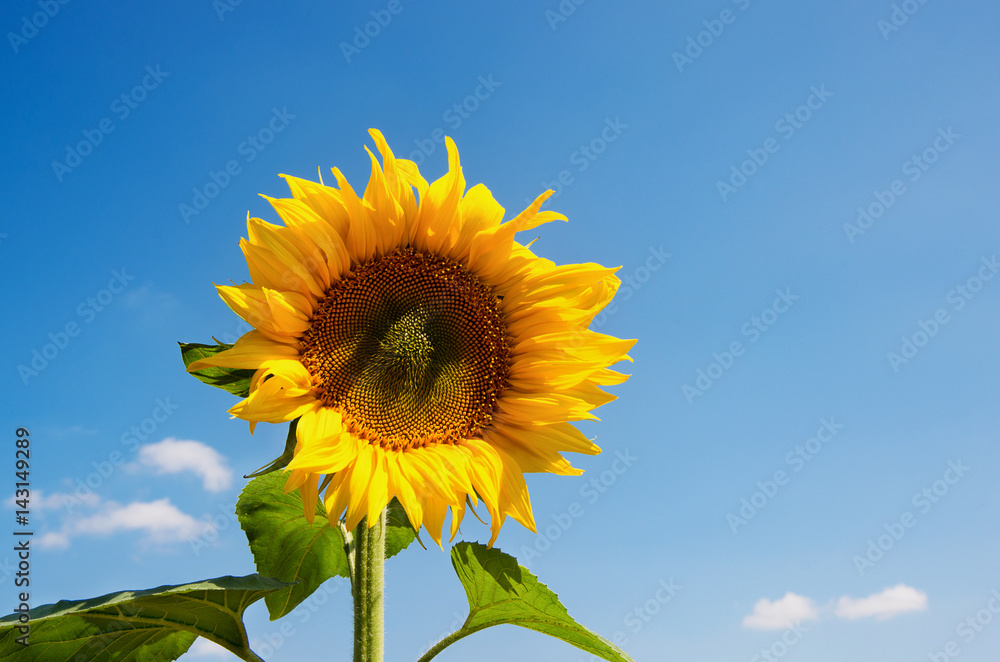Sunflowers blooming in farm with blue sky. Sunflowers blooming in farm with blue sky.