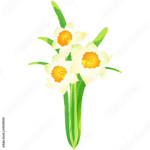 narcissus - birth flower vector illustration in watercolor paint textures
