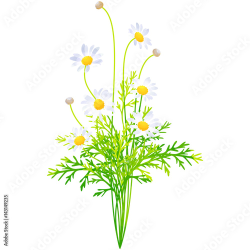 margaret - birth flower vector illustration in watercolor paint textures