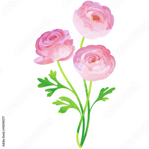Fototapeta ranunculus - birth flower vector illustration in watercolor paint textures