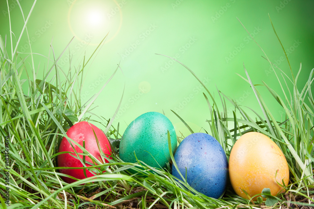Fototapeta premium colored eggs in the grass
