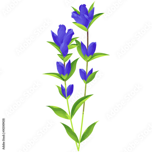 gentian - birth flower vector illustration in watercolor paint textures