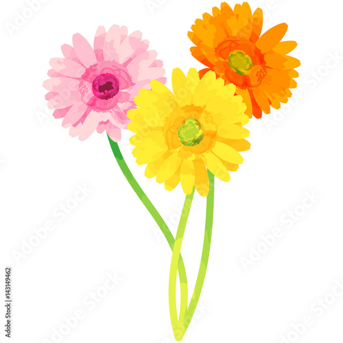gerbera - birth flower vector illustration in watercolor paint textures