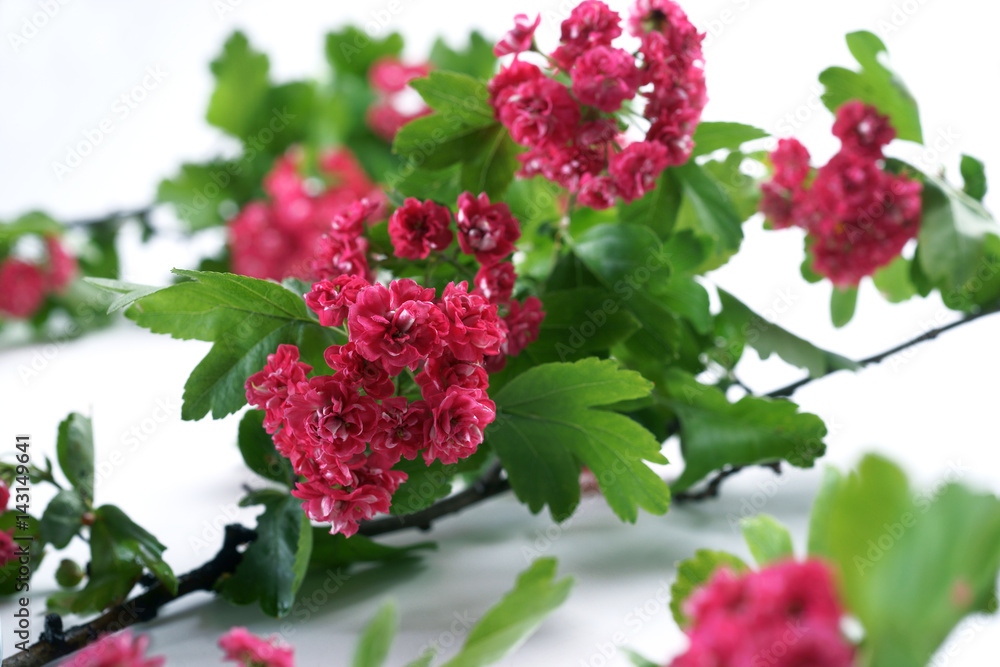Crataegus x media Paul's Scarlet / Hawthorn Crataegus x media Paul's Scarlet / Hawthorn