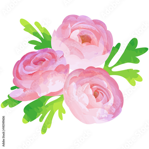 ranunculus - birth flower vector illustration in watercolor paint textures