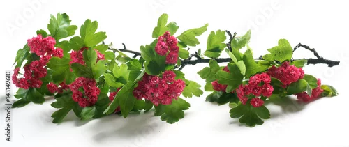 Panel kuchenny z motywem Crataegus x media Paul's Scarlet / Hawthorn