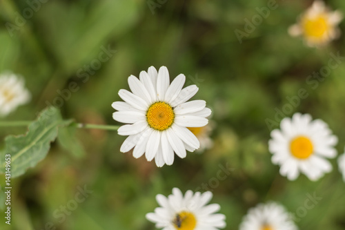 Chamomile flowers on a field.