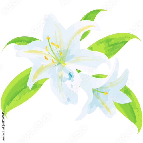 lily - birth flower vector illustration in watercolor paint textures