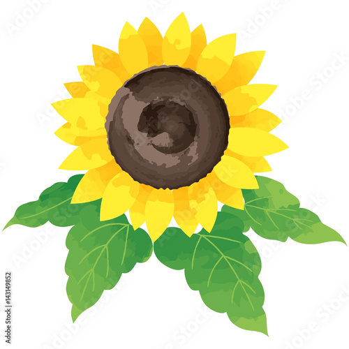 sunflower - birth flower vector illustration in watercolor paint textures