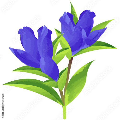 gentian - birth flower vector illustration in watercolor paint textures