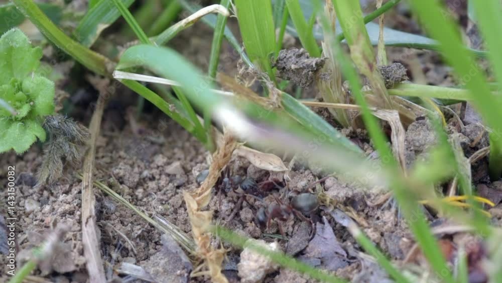 Macro shot of ants swarming around a hole.
Macro shot of ants swarming around a hole.