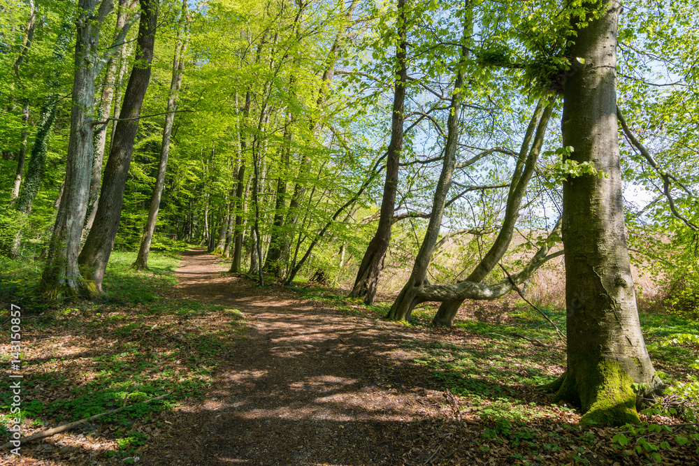 Waldweg im Frühling in Deutschland, Europa