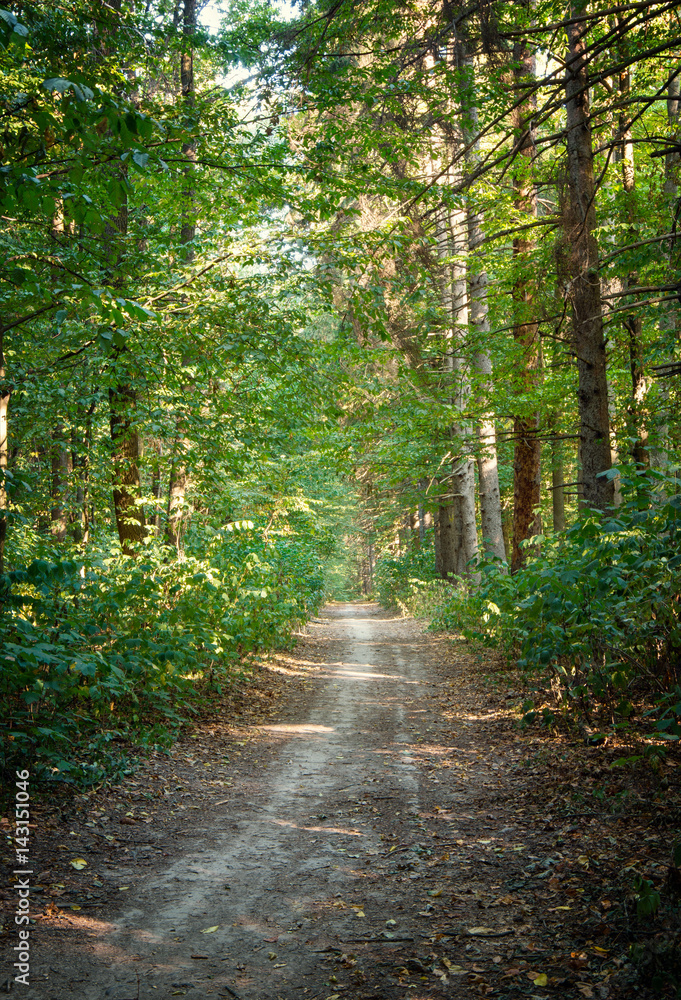 Obraz premium Path in green forest