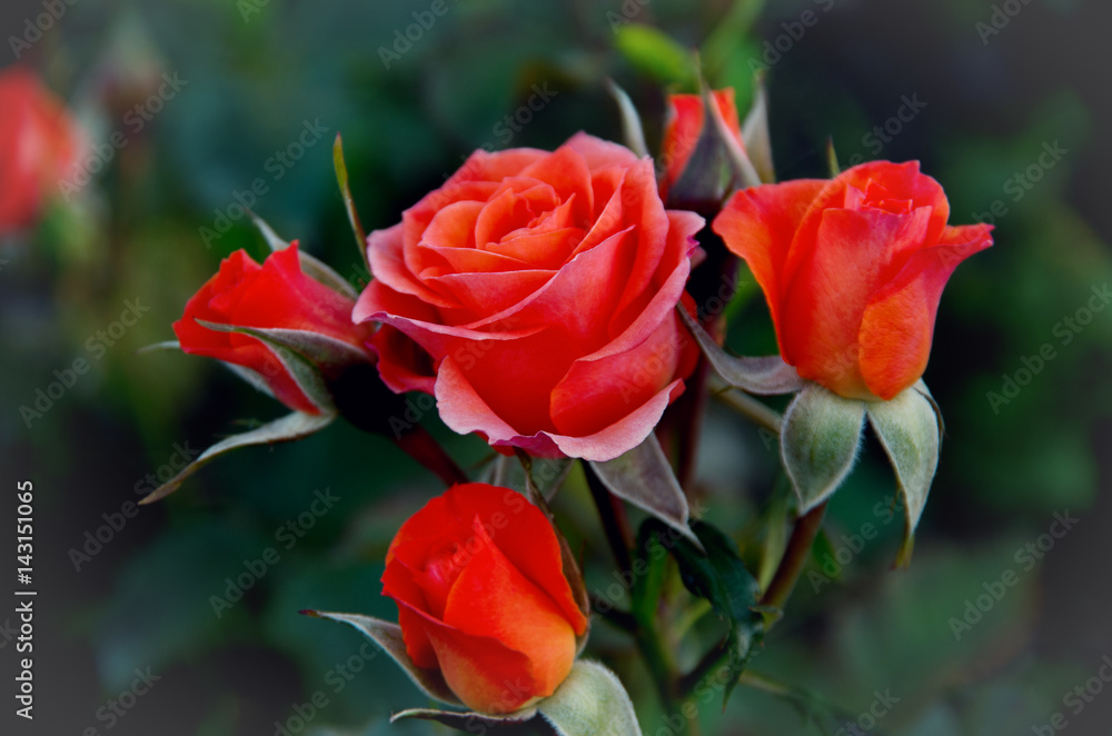 Naklejka premium Close-up of garden rose