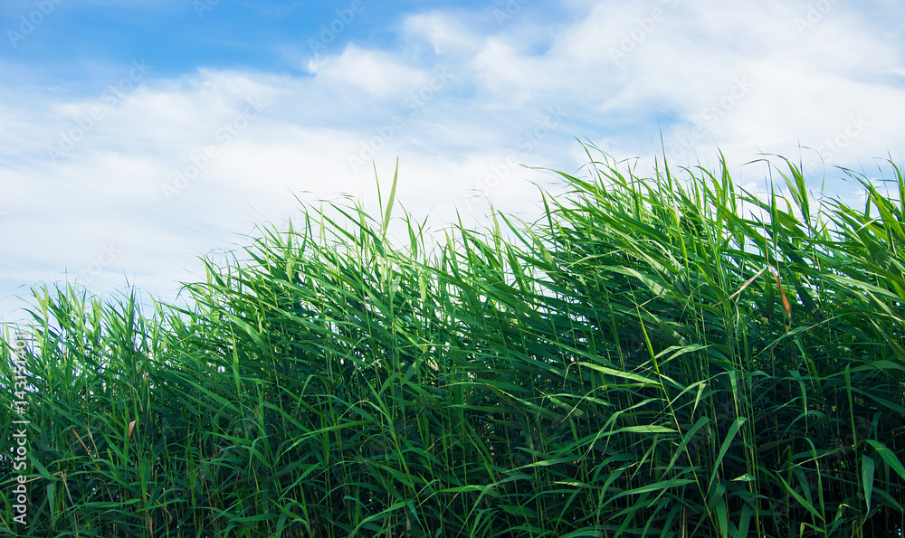 Obraz premium green leaves reeds against the sky