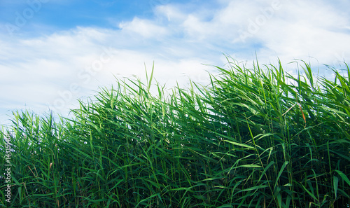 green leaves reeds against the sky