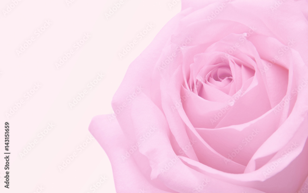pink rose macro pink rose macro