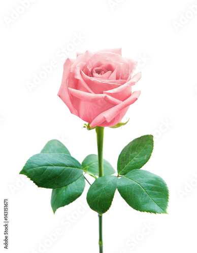 Rose isolated on white background