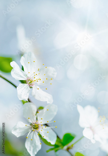 white cherry tree flower in spring © nata777_7