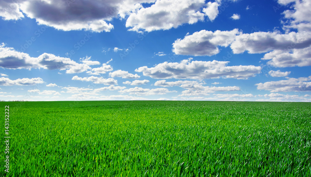 Image of green grass field and bright blue sky Image of green grass field and bright blue sky
