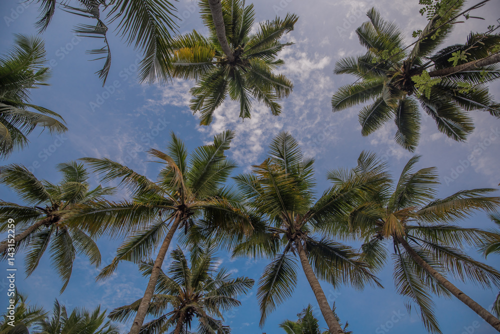 Looking up at palm trees on a canal tour of Munroe Island, Kerala backwaters. Looking up at palm trees on a canal tour of Munroe Island, Kerala backwaters.