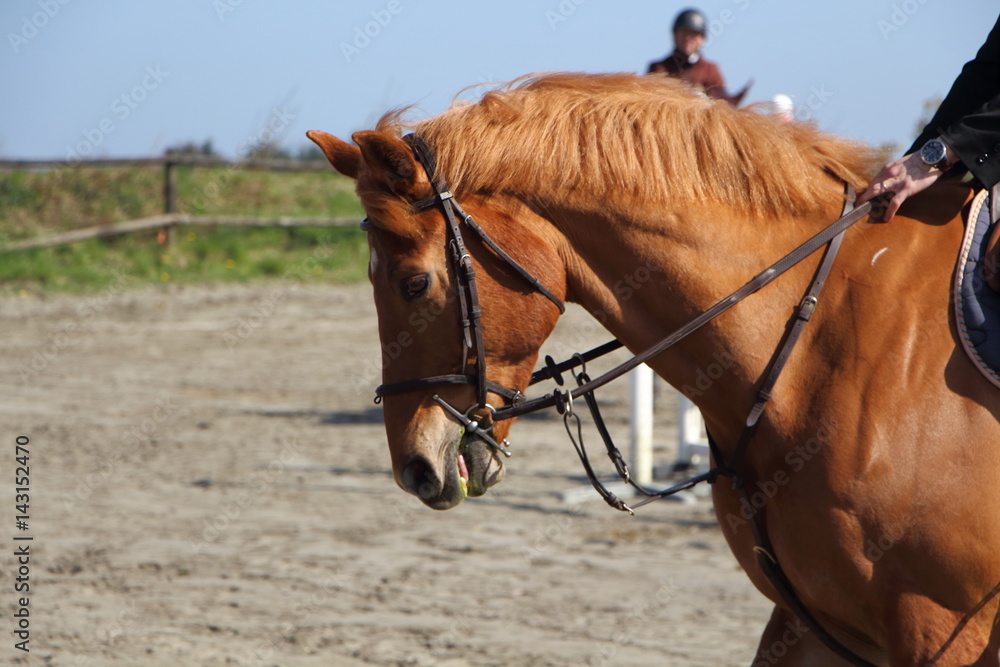 Cheval lors d'un concours hippique