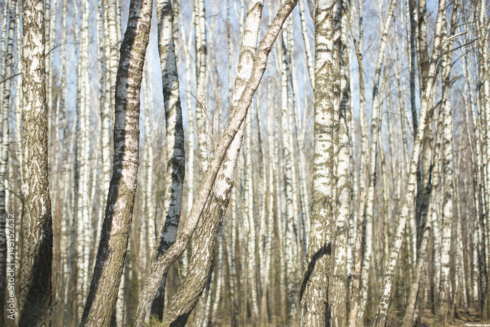 Wall of white birches. A birch grove in the spring