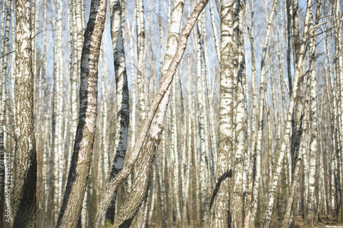 Wall of white birches. A birch grove in the spring