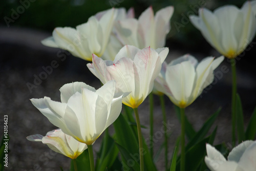 Fototapeta Naklejka Na Ścianę i Meble -  Tulipes blanches au printemps au jardin