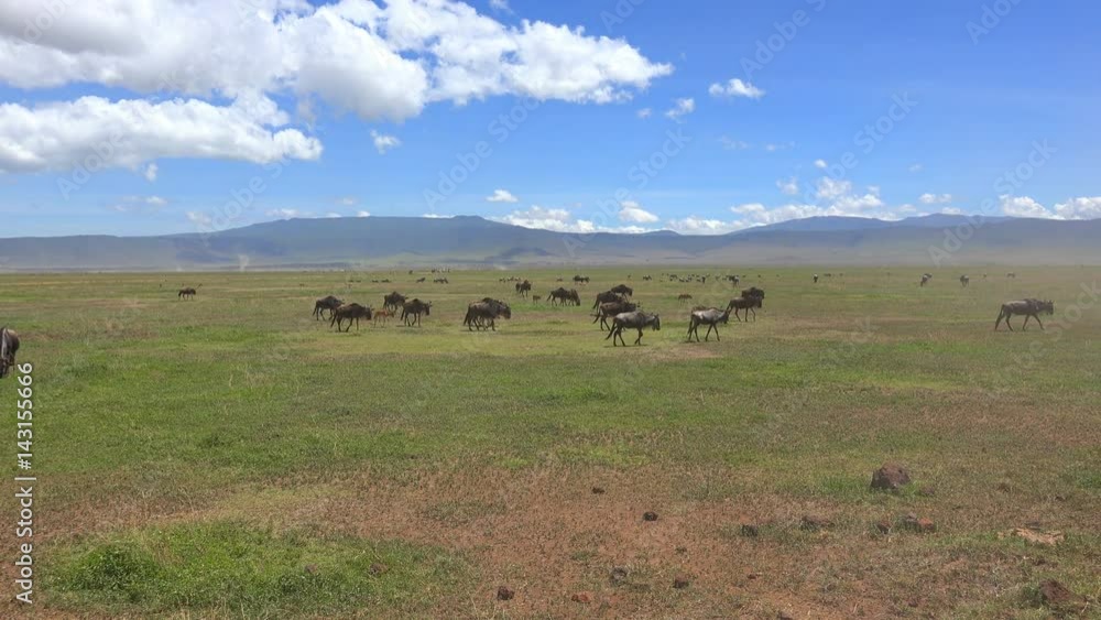 Стадо антилоп гну в кратере вулкана Нгоронгоро. Увлекательное сафари ...
