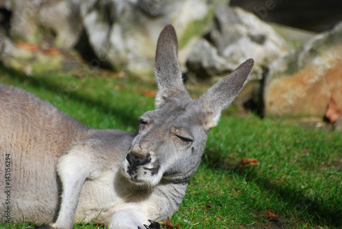 Portrait of a kangaroo, sleeping kangaroo close up
