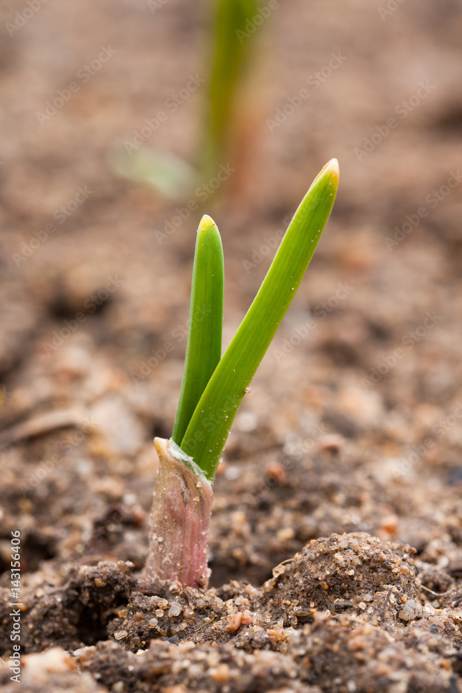In Spring Garden Growing Young Small Green Garlic Close Up. In Spring Garden Growing Young Small Green Garlic Close Up.