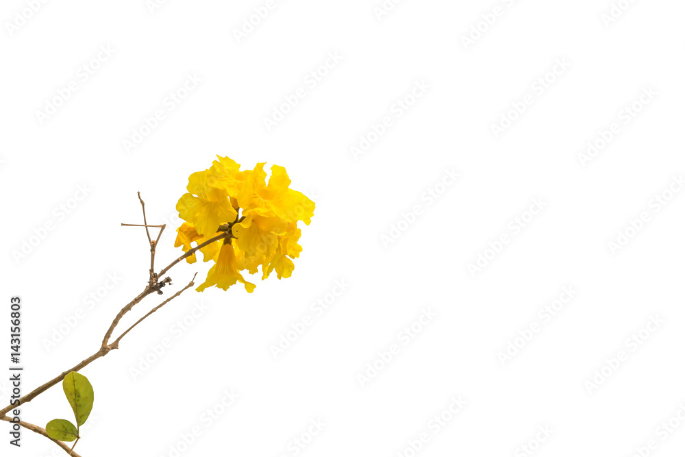 yellow flowers bloom in spring isolated on white background