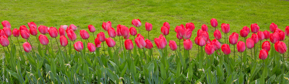Pink tulips background. Pink tulips background.