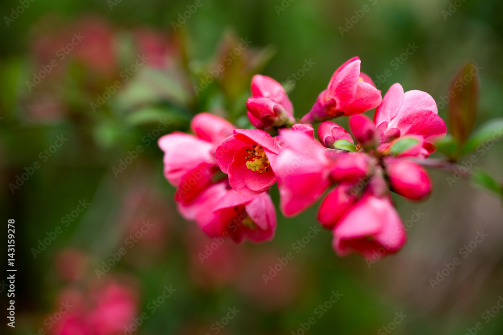 Cherry blossom in spring for background. Cherry blossom in spring for background.
