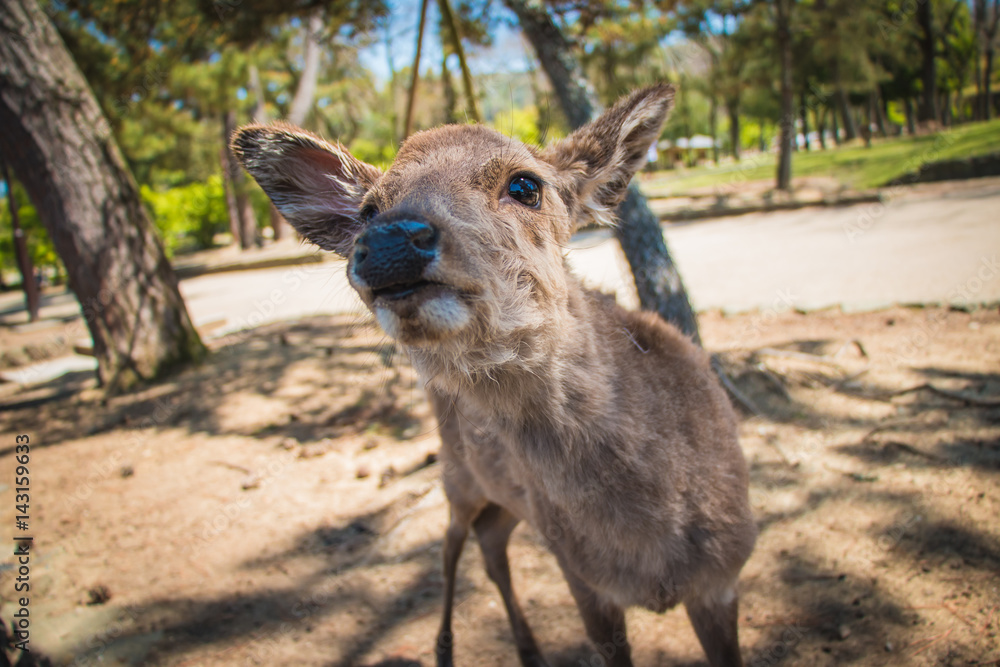 A close-up photo of a friendly deer in Nara, Japan