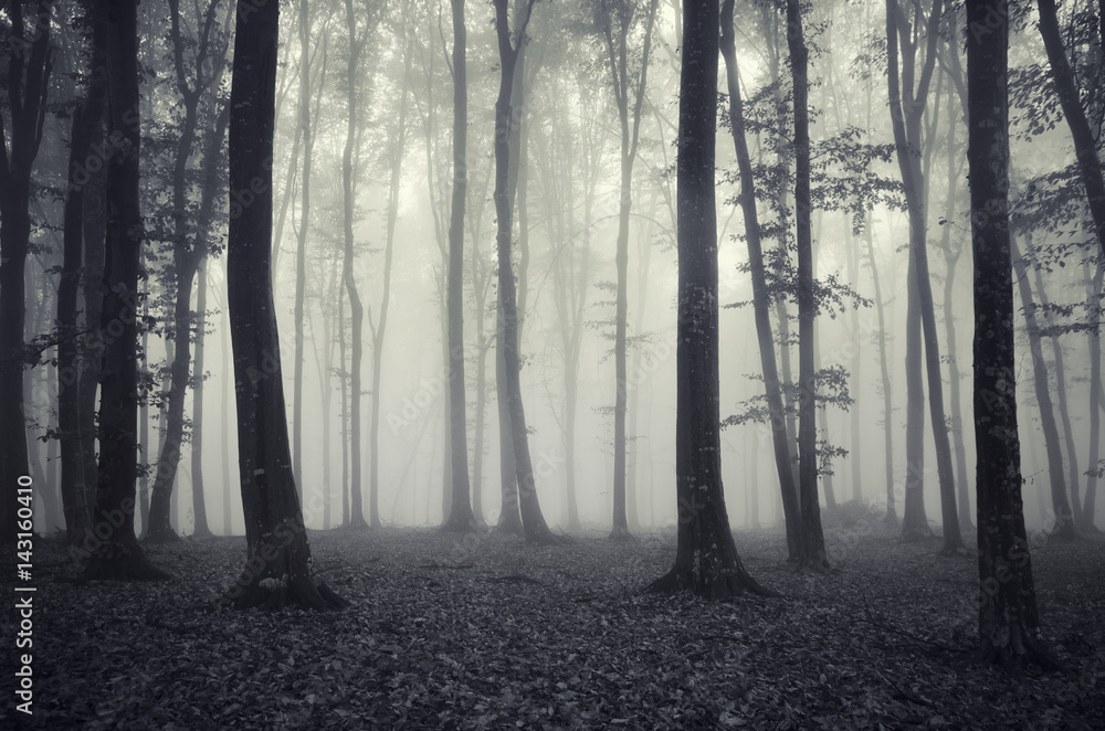Naklejka premium misty woods background