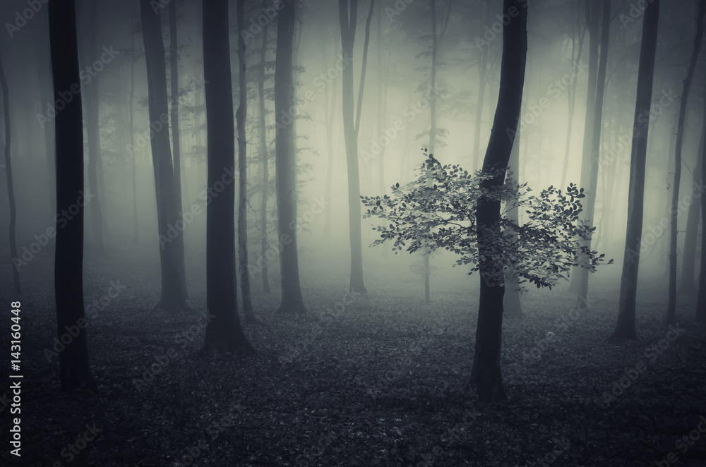 Naklejka premium dark scary forest landscape halloween atmosphere