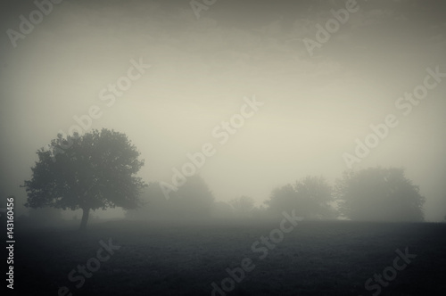 trees in fog gloomy scenery