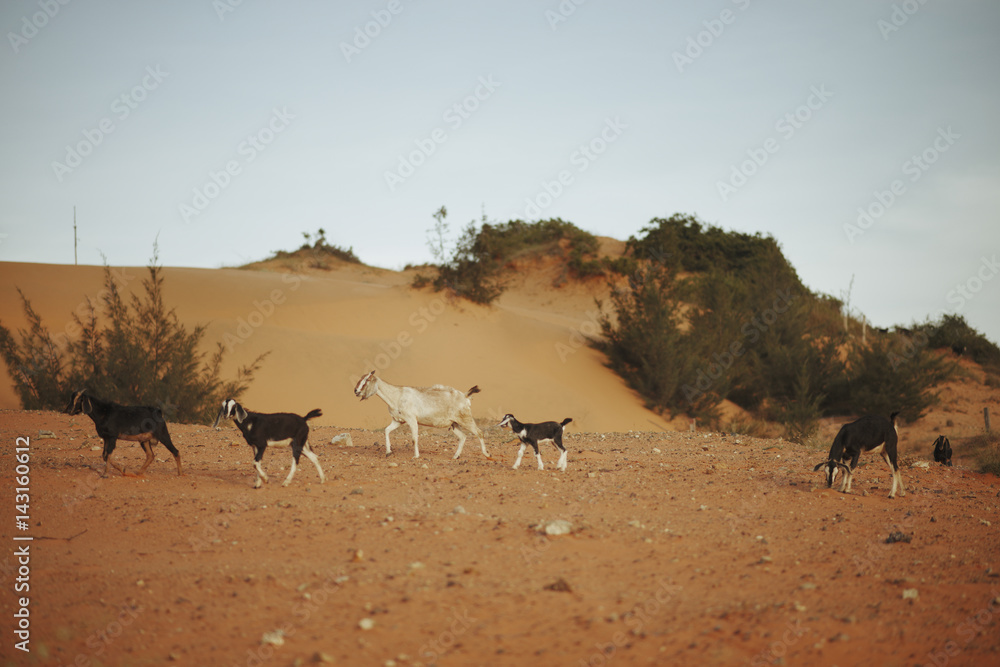 goats graze in Red Sand Dunes in Mui Ne, Phan Thiet, Vietnam. Popular tourist attraction