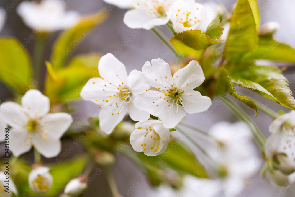 Cherry blossom in spring for background.