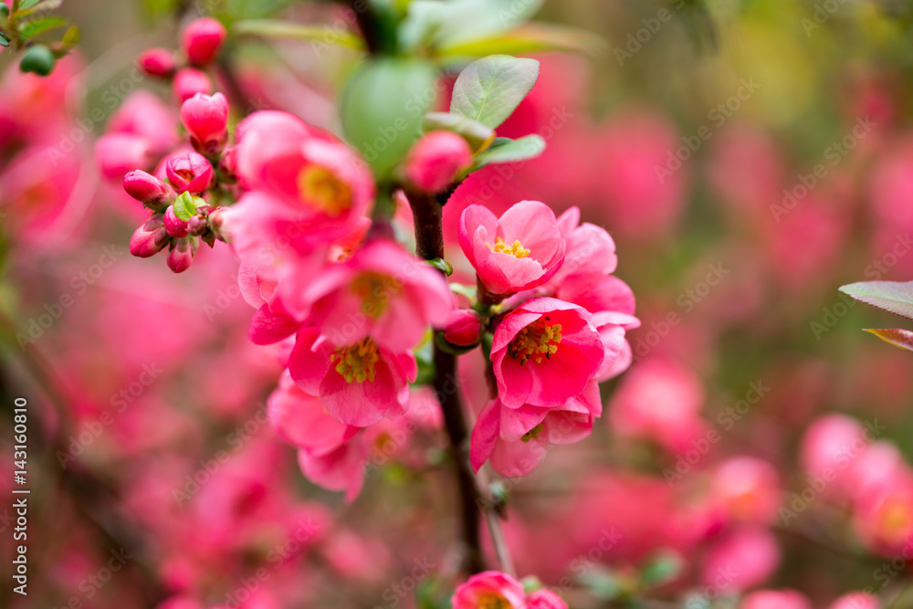 Cherry blossom in spring for background. Cherry blossom in spring for background.