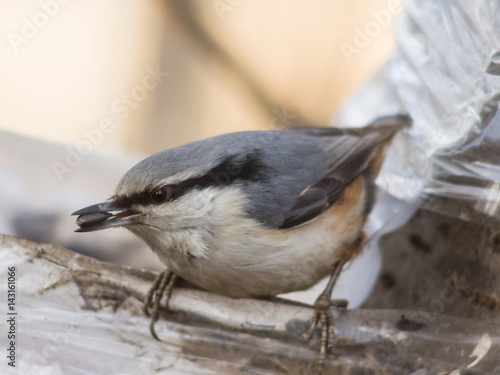 Eurasian or wood nuthatch, Sitta europaea, close-up portrait at bird feeder with seed in beak, selective focus, shallow DOF